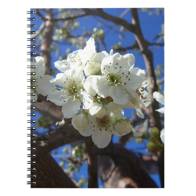 White Blossom Clusters Spring Flowering Pear Tree Notebook (Front)