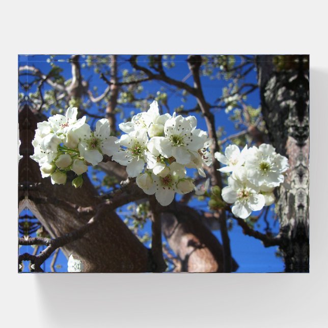 White Blossom Clusters Spring Flowering Pear Tree Paperweight (Front)