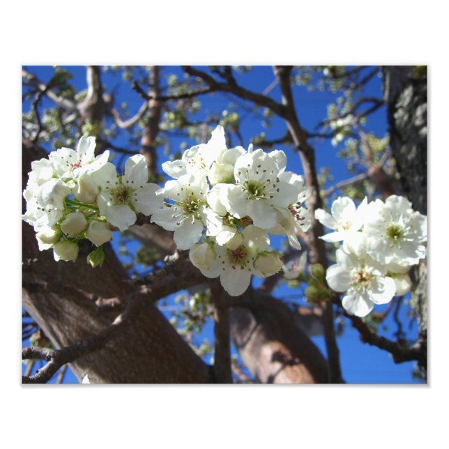 White Blossom Clusters Spring Flowering Pear Tree Photo Print (Front)