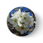 White Blossom Clusters Spring Flowering Pear Tree Pinback Button
