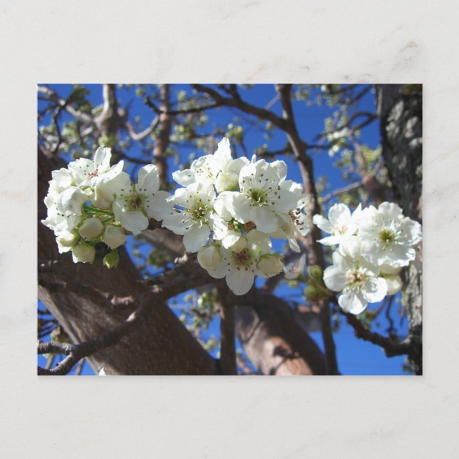 White Blossom Clusters Spring Flowering Pear Tree Postcard (Front)