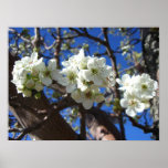 White Blossom Clusters Spring Flowering Pear Tree Poster