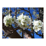 White Blossom Clusters Spring Flowering Pear Tree Poster