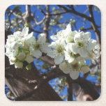 White Blossom Clusters Spring Flowering Pear Tree Square Paper Coaster