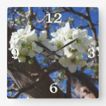 White Blossom Clusters Spring Flowering Pear Tree Square Wall Clock
