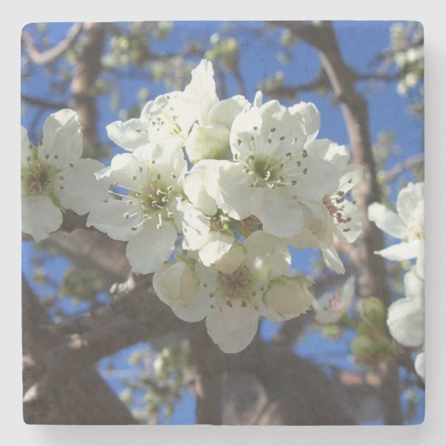 White Blossom Clusters Spring Flowering Pear Tree Stone Coaster (Front)