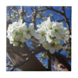 White Blossom Clusters Spring Flowering Pear Tree Tile