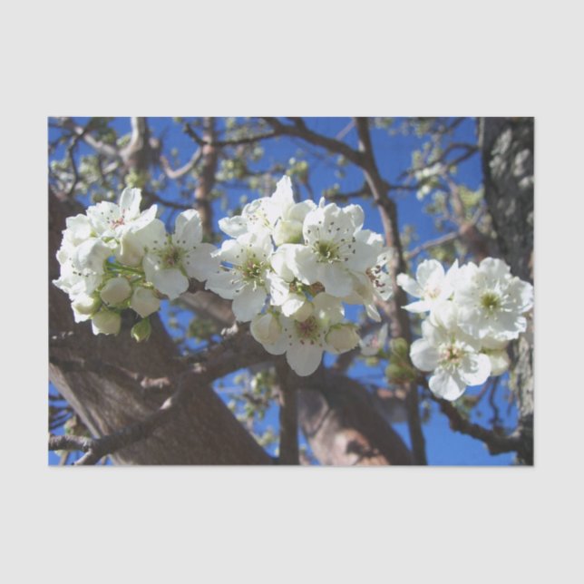 White Blossom Clusters Spring Flowering Pear Tree Tissue Paper (Front)