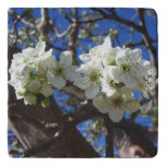 White Blossom Clusters Spring Flowering Pear Tree Trivet