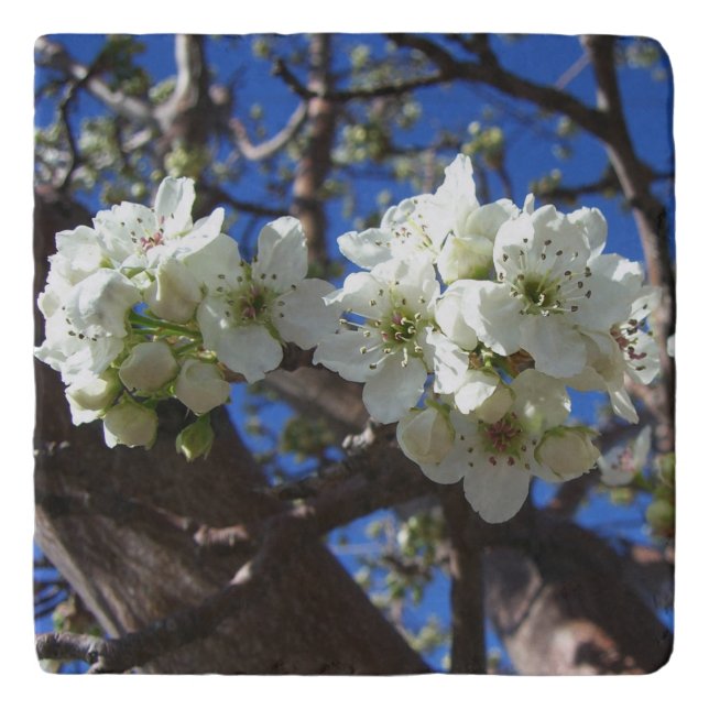 White Blossom Clusters Spring Flowering Pear Tree Trivet (Front)