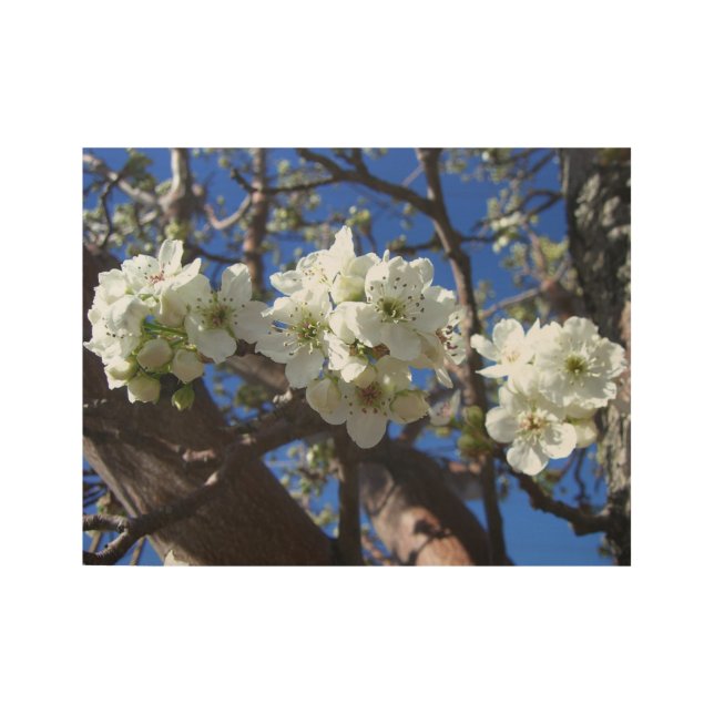 White Blossom Clusters Spring Flowering Pear Tree Wood Poster (Front)