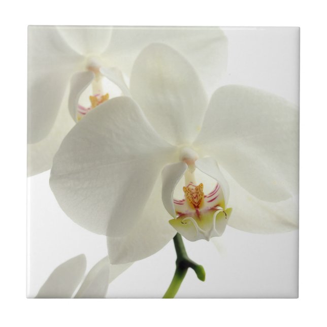 White Blossom Orchid Flower Floral Nature Ceramic Tile (Front)