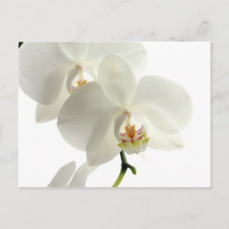 White Blossom Orchid Flower Floral Nature Postcard