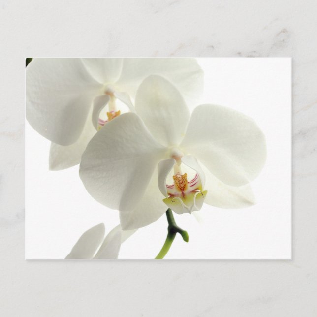 White Blossom Orchid Flower Floral Nature Postcard (Front)