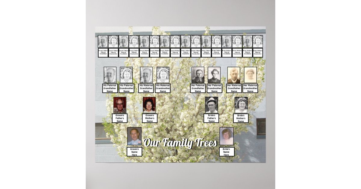 White Blossom Spring Tree Photo 2 Family Trees Poster | Zazzle