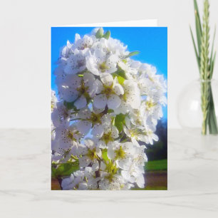 White Blossoming Pear Branch in Spring Card