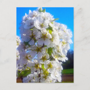 White Blossoming Pear Branch in Spring Postcard
