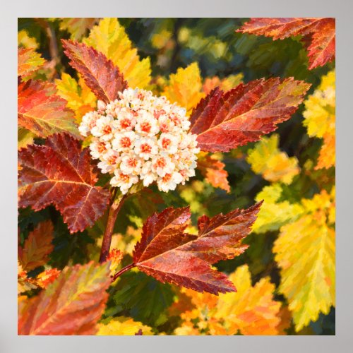White Blossoms Among Crimson Autumn Leaves Poster