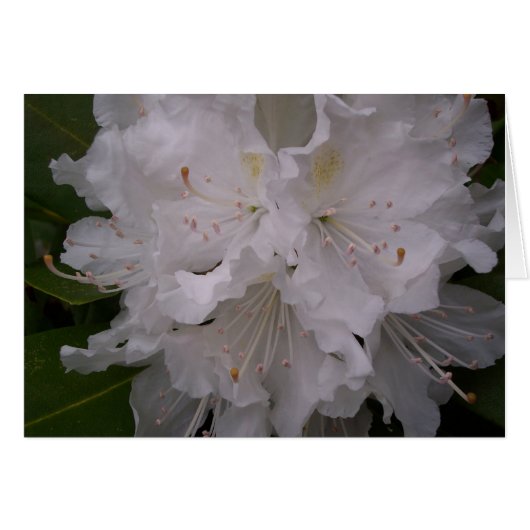 White Blossoms Cards (Front Horizontal)