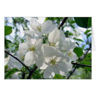 White Blossoms Cards