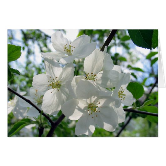 White Blossoms Cards (Front Horizontal)