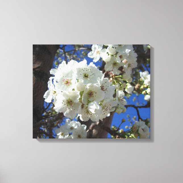 White Blossoms I Ornamental Pear Tree Canvas Print (Front)