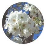 White Blossoms I Ornamental Pear Tree Classic Round Sticker