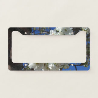 White Blossoms I Ornamental Pear Tree License Plate Frame