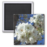 White Blossoms I Ornamental Pear Tree Magnet