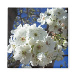 White Blossoms I Ornamental Pear Tree Magnet