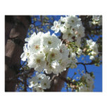 White Blossoms I Ornamental Pear Tree Photo Print