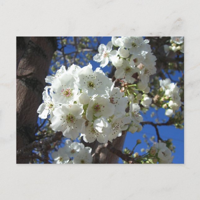 White Blossoms I Ornamental Pear Tree Postcard (Front)