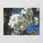 White Blossoms I Ornamental Pear Tree Postcard