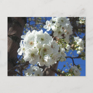 White Blossoms I Ornamental Pear Tree Postcard