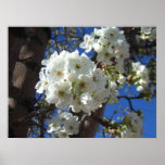 White Blossoms I Ornamental Pear Tree Poster