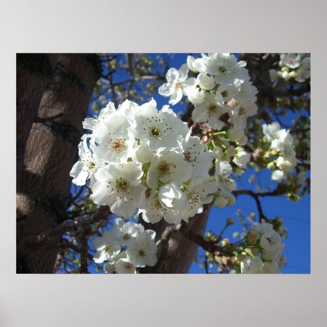 White Blossoms I Ornamental Pear Tree Poster (Front)