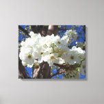 White Blossoms II Spring Flowering Tree Canvas Print