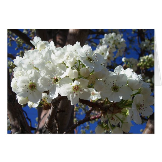White Blossoms II Spring Flowering Tree Cards (Front Horizontal)