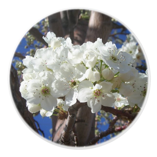 White Blossoms II Spring Flowering Tree Ceramic Knob (Front)
