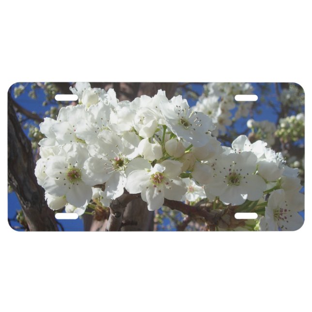 White Blossoms II Spring Flowering Tree License Plate (Front)