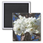 White Blossoms II Spring Flowering Tree Magnet