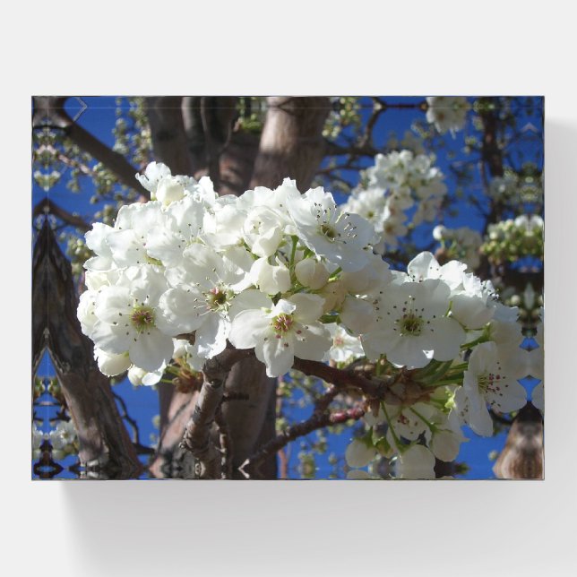 White Blossoms II Spring Flowering Tree Paperweight (Front)