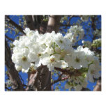 White Blossoms II Spring Flowering Tree Photo Print