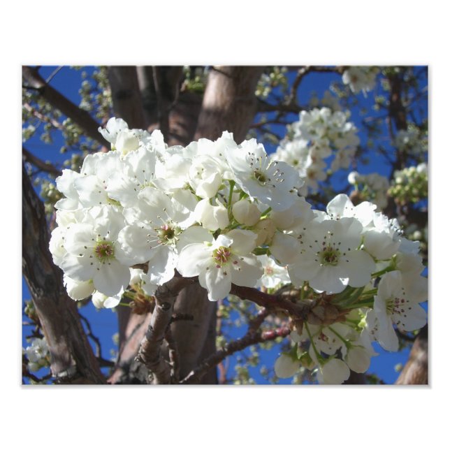 White Blossoms II Spring Flowering Tree Photo Print (Front)