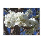 White Blossoms II Spring Flowering Tree Postcard