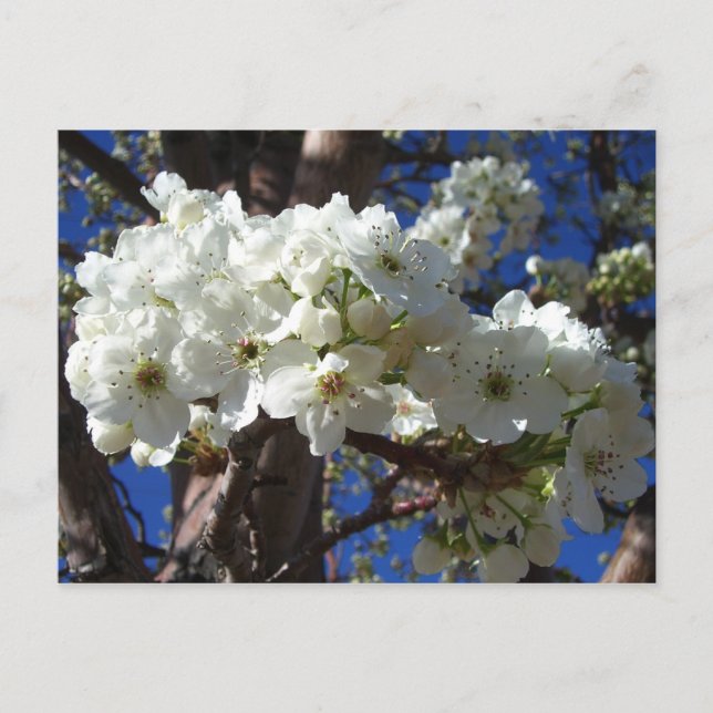 White Blossoms II Spring Flowering Tree Postcard (Front)