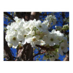 White Blossoms II Spring Flowering Tree Poster