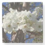 White Blossoms II Spring Flowering Tree Stone Coaster