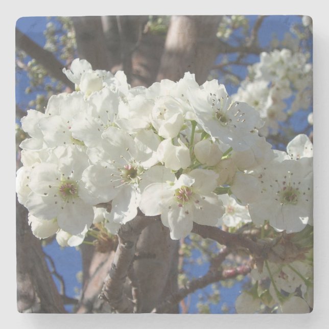 White Blossoms II Spring Flowering Tree Stone Coaster (Front)