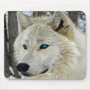 White Blue Eyed Snow Arctic Wolf Mouse Pad